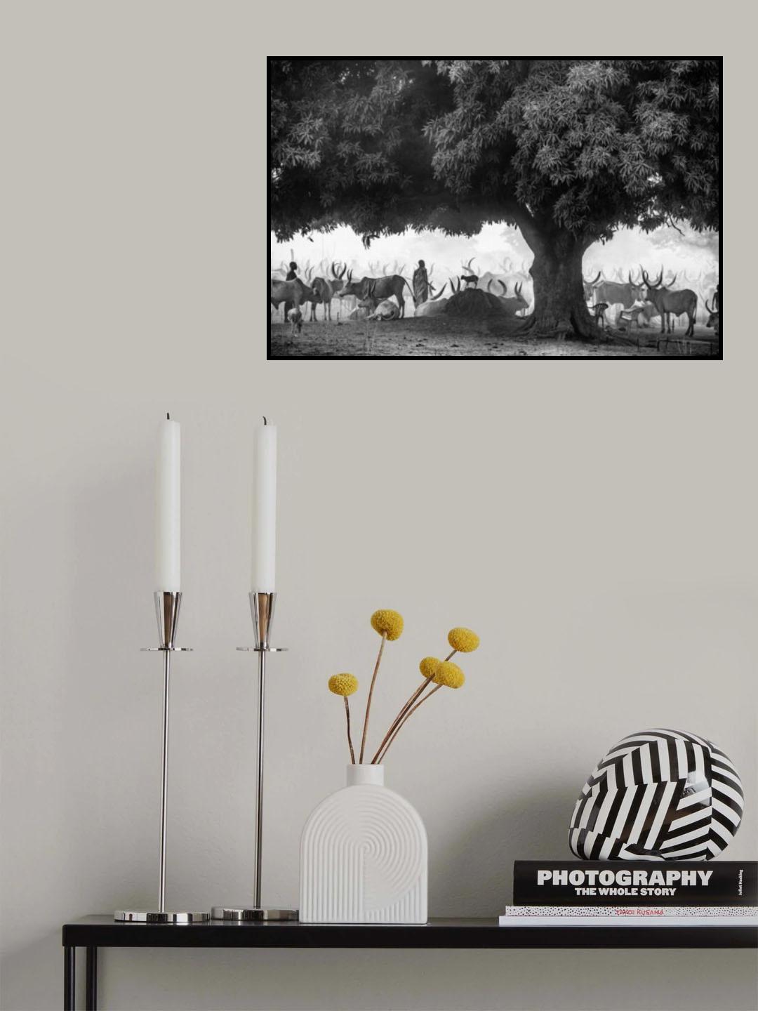 The Mango tree Poster och Canvastavla