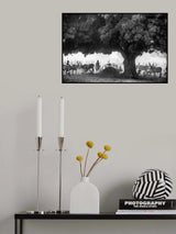 The Mango tree Poster och Canvastavla