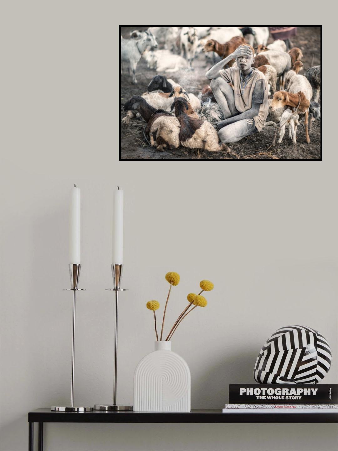 Mundari Shepherding Poster och Canvastavla