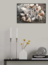 Mundari Shepherding Poster och Canvastavla