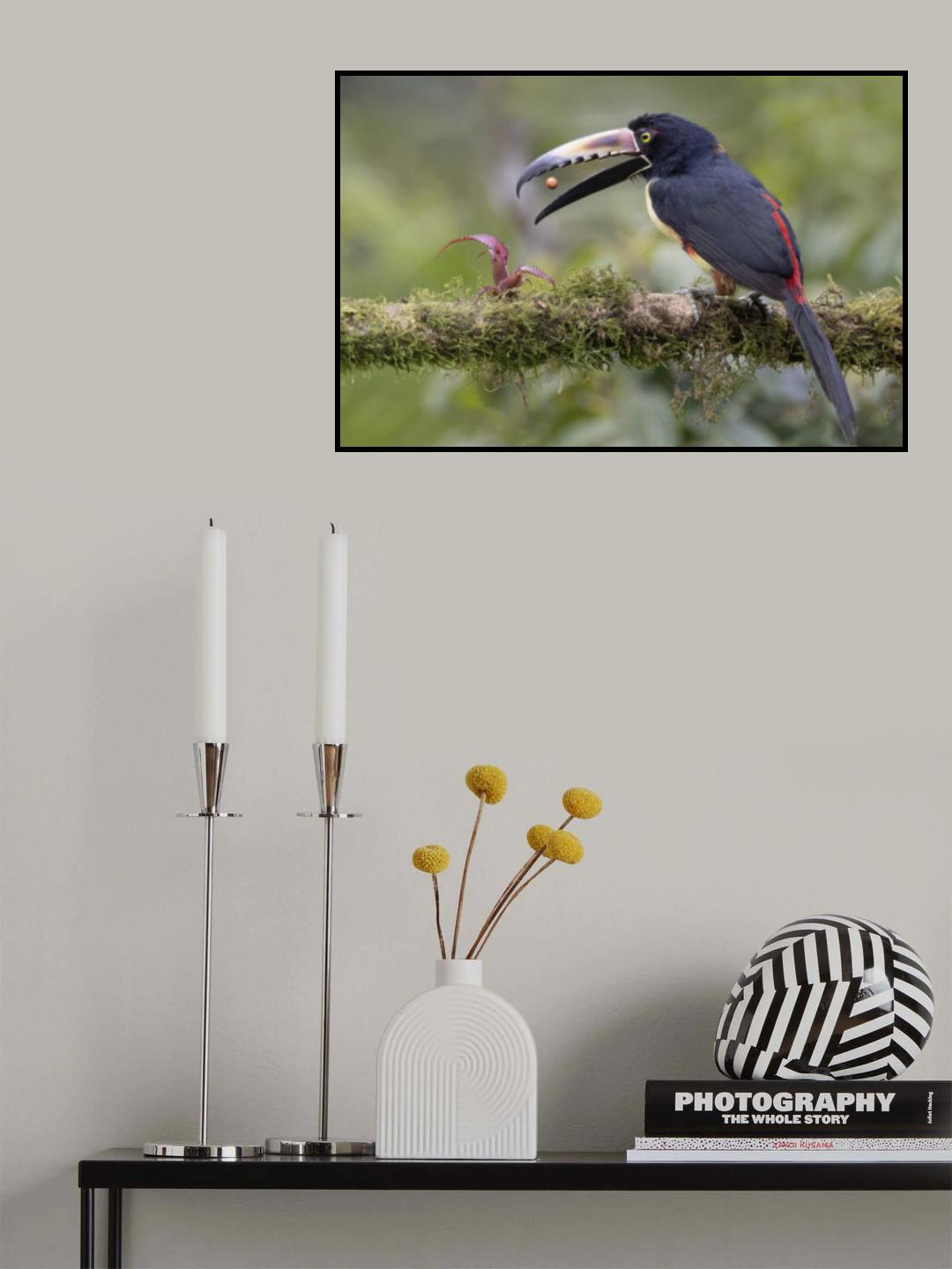 Collard Aracari Toucan with a Berry Poster och Canvastavla