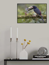 Collard Aracari Toucan with a Berry Poster och Canvastavla
