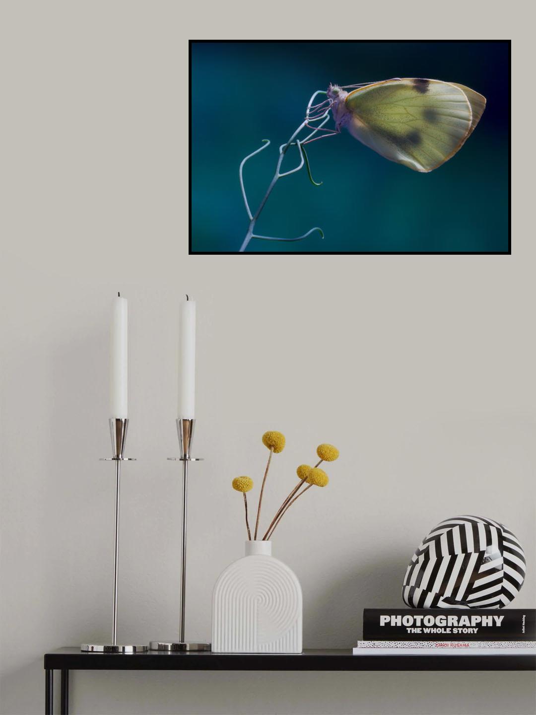 Papallona de la col Poster och Canvastavla