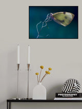 Papallona de la col Poster och Canvastavla