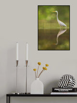 Great Egret Poster och Canvastavla