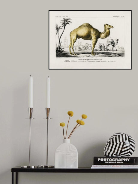 Camel (camelus) Poster och Canvastavla