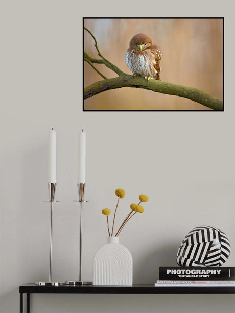 Ferruginous pygmy owl Poster och Canvastavla