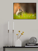 Rabbit Poster och Canvastavla