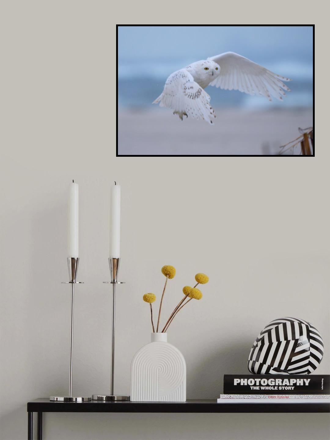 Male Snowy Owls in flight Poster och Canvastavla