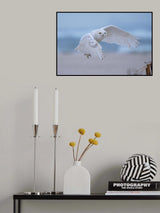 Male Snowy Owls in flight Poster och Canvastavla