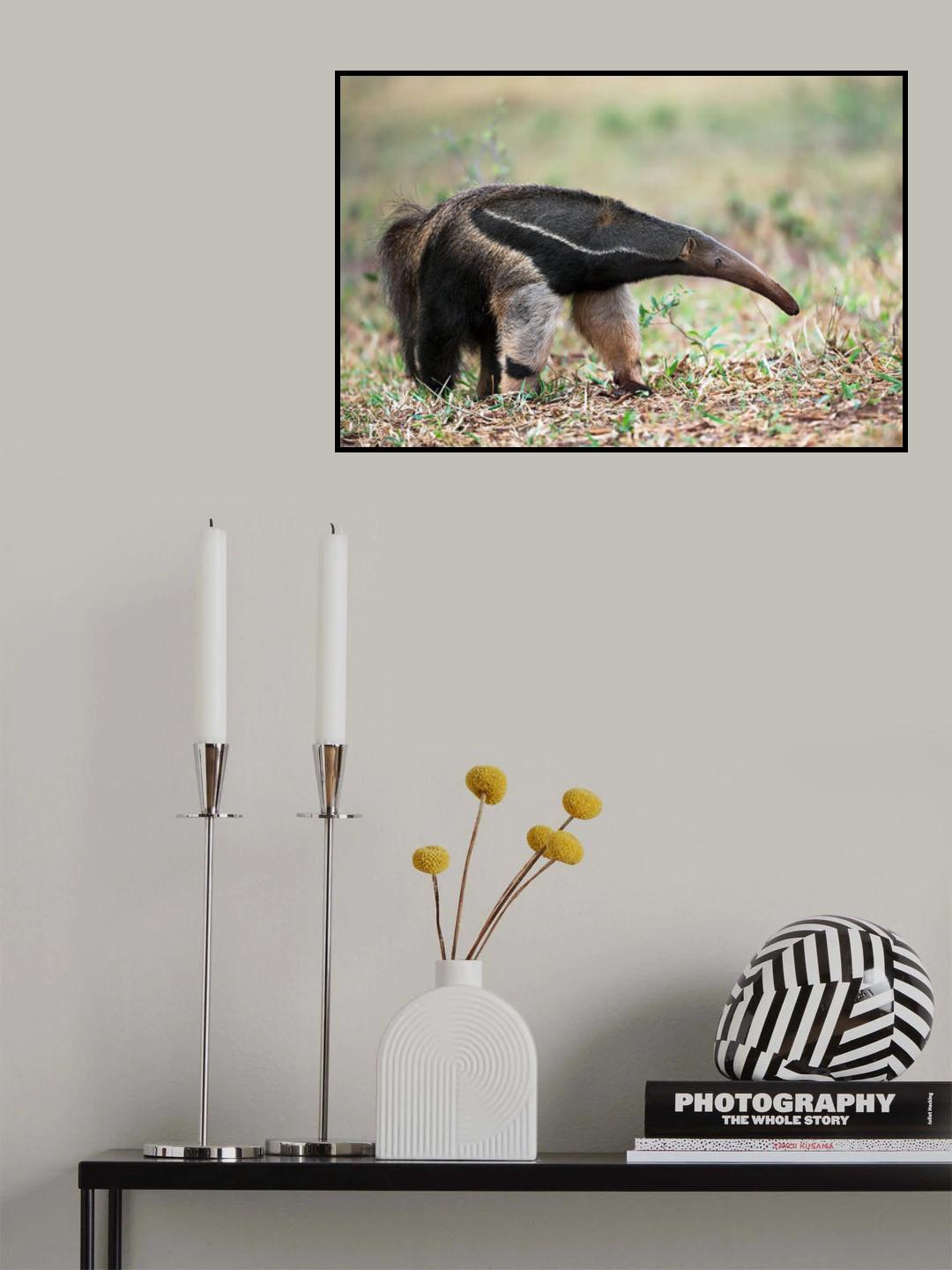 Anteater in action Poster och Canvastavla