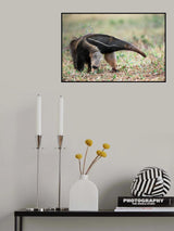 Anteater in action Poster och Canvastavla