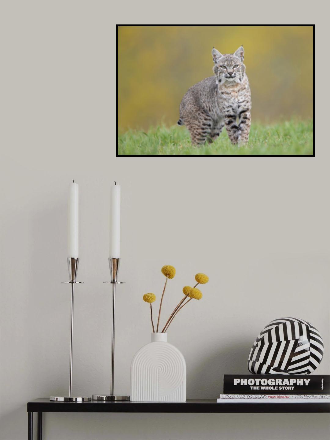 Looking Poster och Canvastavla