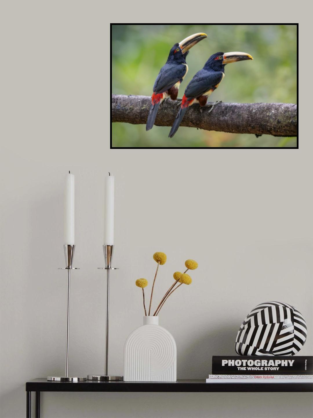 Collared Aracari Toucan Poster och Canvastavla