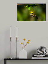 Oriental white-eye Poster och Canvastavla