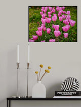 Pink Tulips Poster och Canvastavla