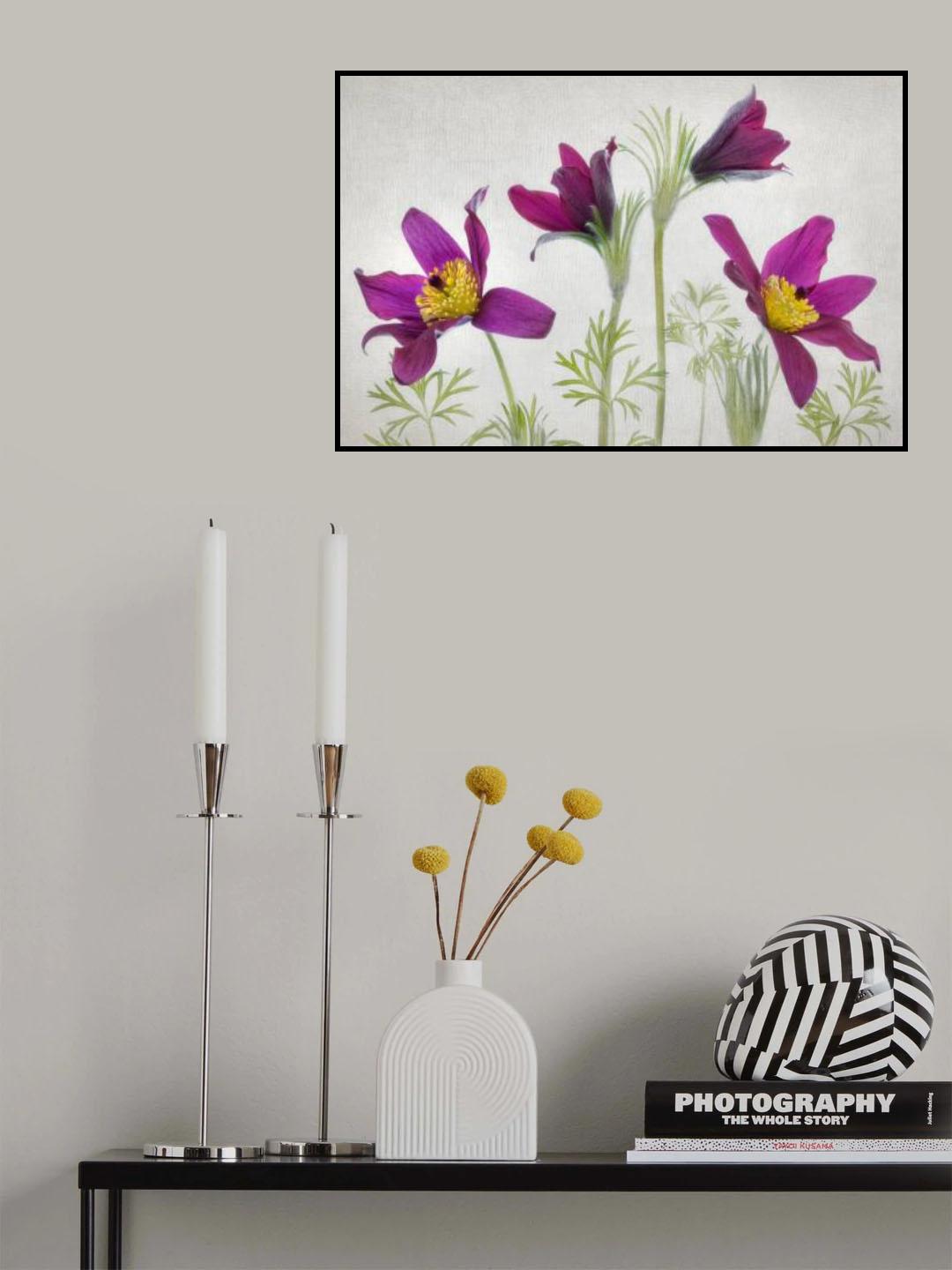 Pulsatilla Poster och Canvastavla