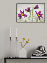 Pulsatilla Poster och Canvastavla