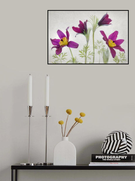 Pulsatilla Poster och Canvastavla
