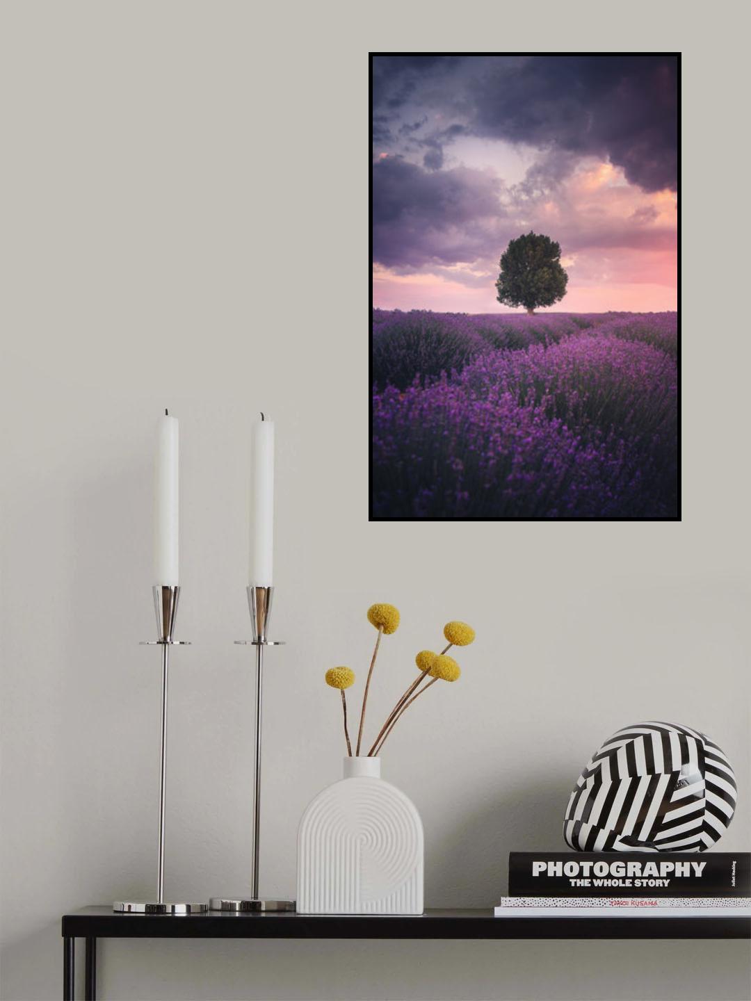 Lavender Fields, Isparta Poster och Canvastavla