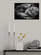Sleeping Poster och Canvastavla