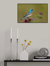 Singing Lazuli Bunting Poster och Canvastavla