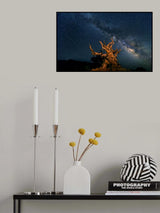 The Galaxy and ancient bristlecone pine	 Poster och Canvastavla