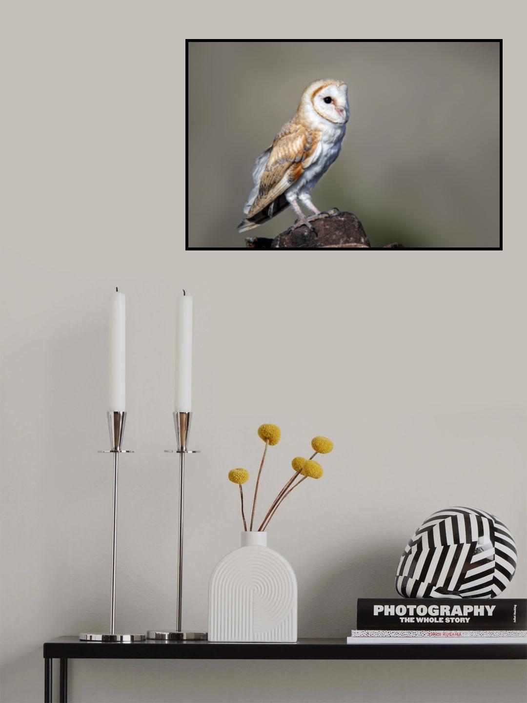 Barn owl Poster och Canvastavla