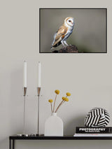 Barn owl Poster och Canvastavla