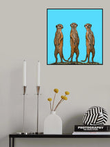 Meerkat Gang at Sunset Poster och Canvastavla