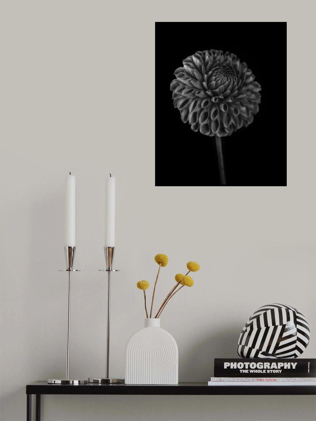 Dahlia Poster och Canvastavla