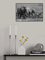 Elephants family Poster och Canvastavla