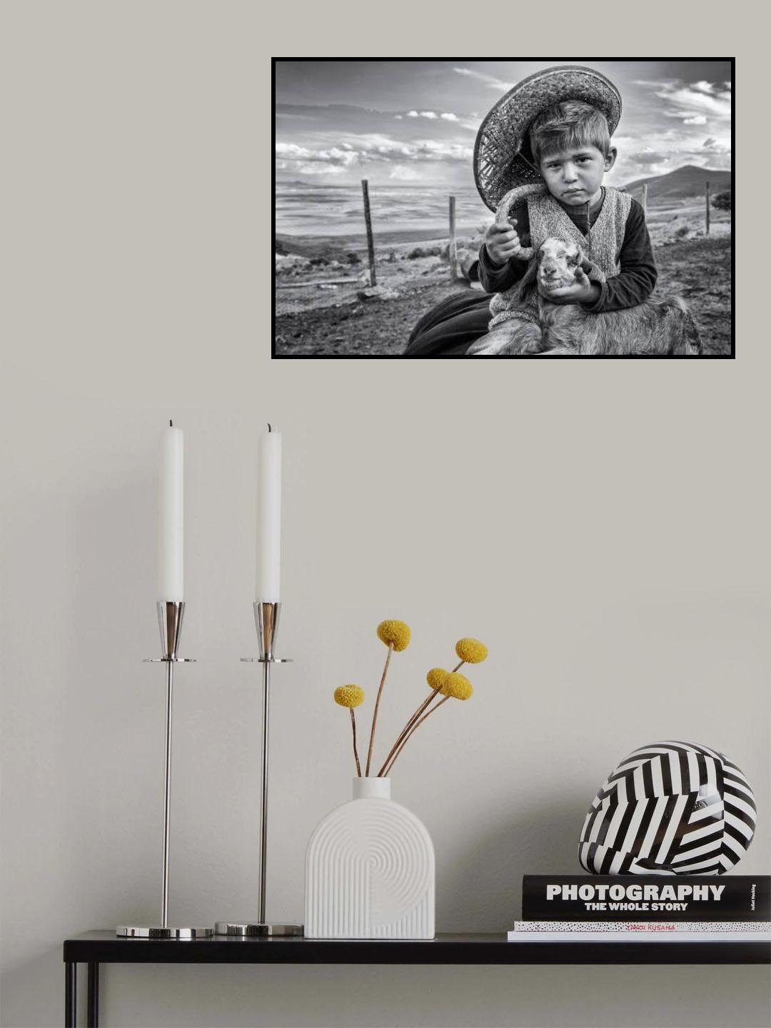 little shepherd Poster och Canvastavla