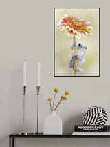 White's Tree Frog Holding a Gerbera Flower Poster och Canvastavla