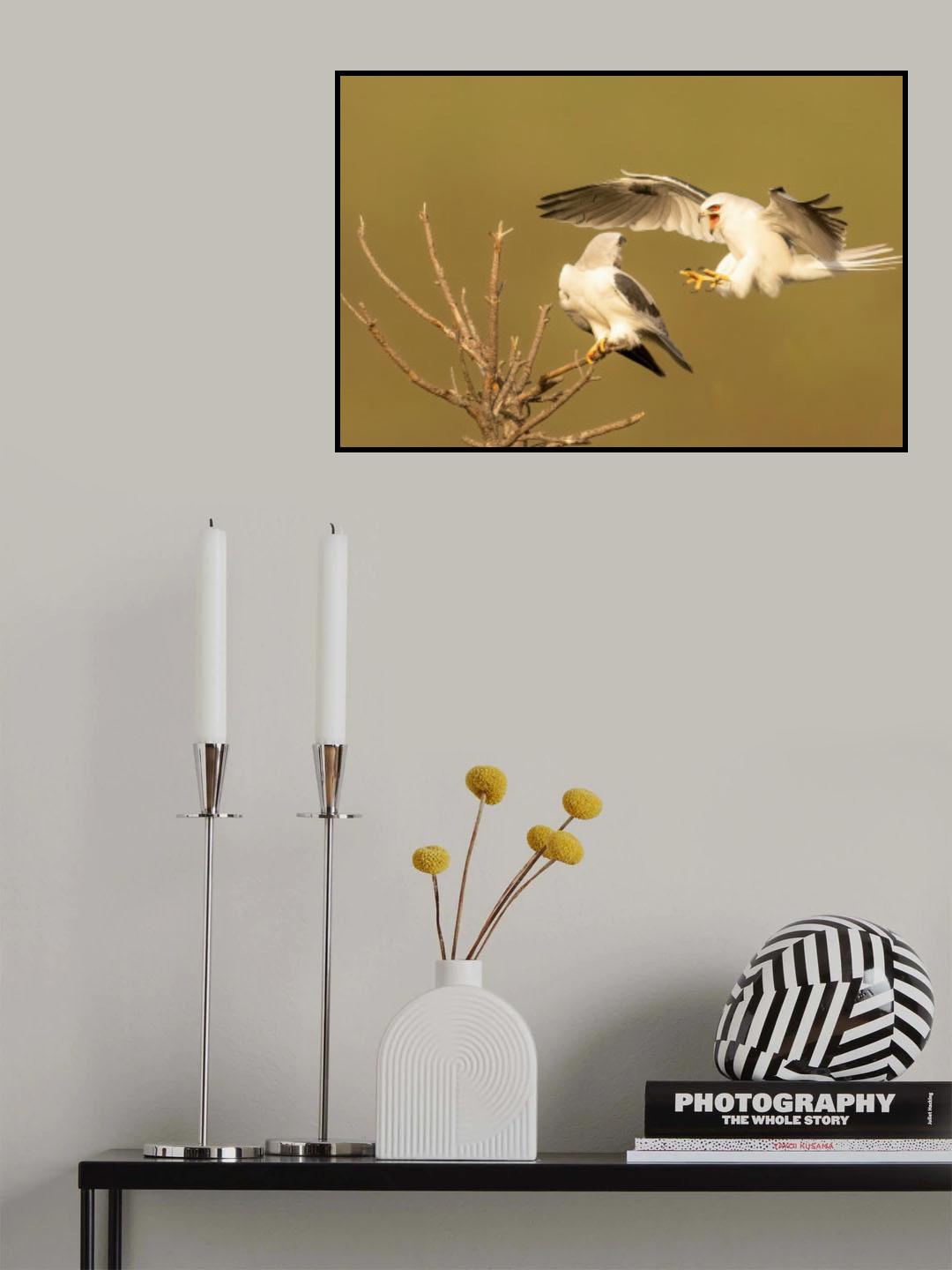 White Tailed Kites Poster och Canvastavla