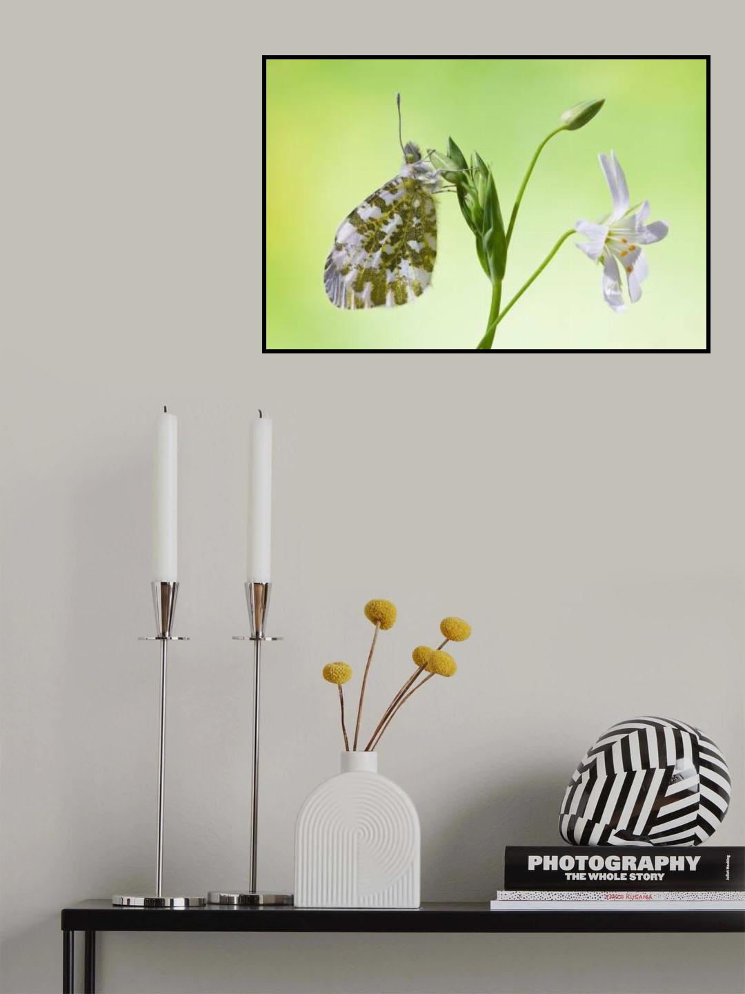 Anthocharis cardamines Poster och Canvastavla