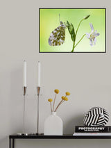 Anthocharis cardamines Poster och Canvastavla