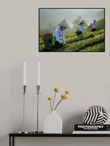 Vietnamese monk picking tea leaves Poster och Canvastavla