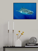 Shark in Light Poster och Canvastavla