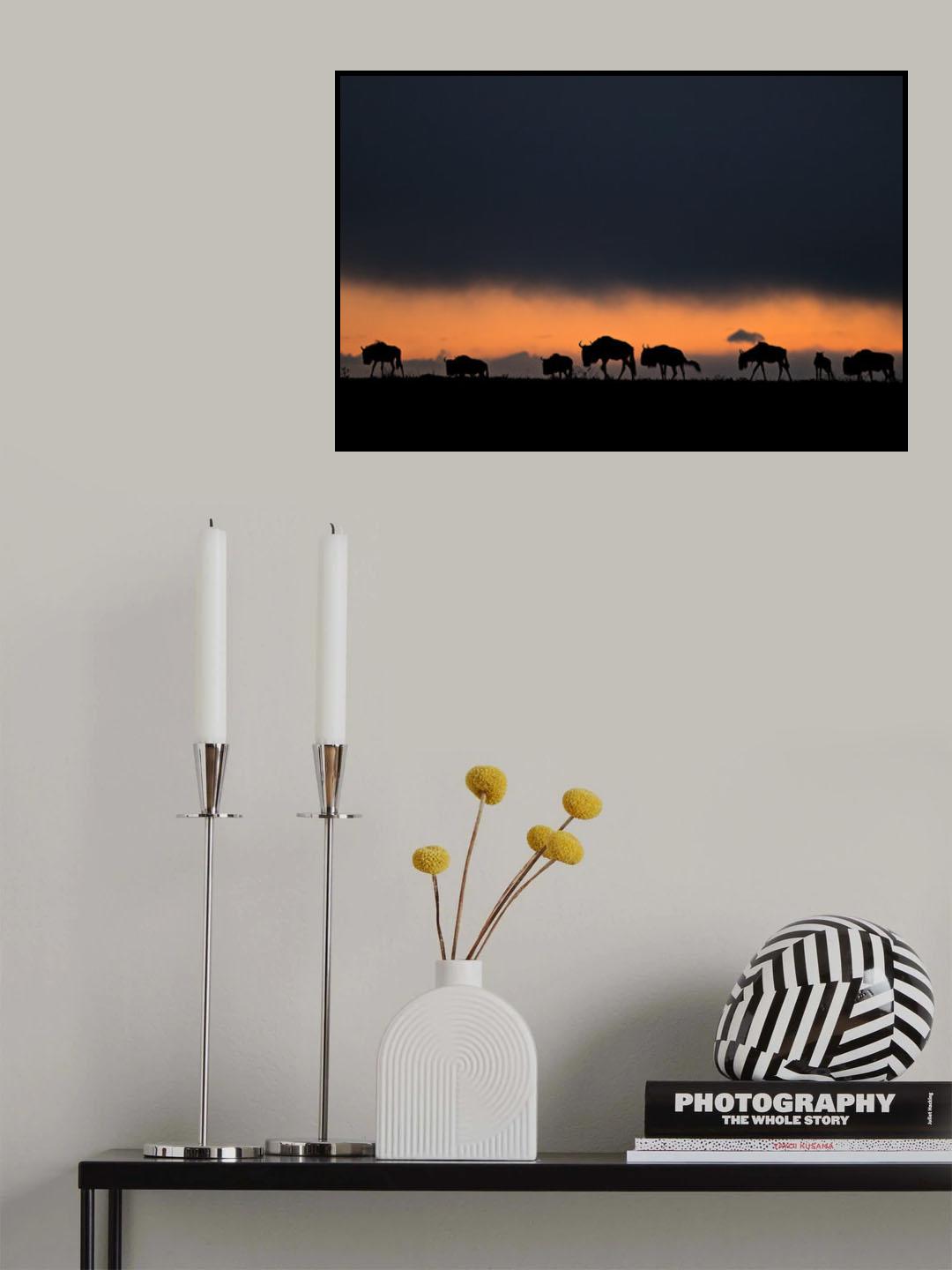 First light in Africa Poster och Canvastavla