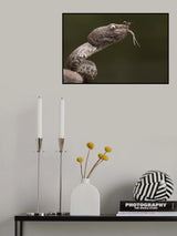 Trimeresurus purpureomaculatus and Formicidae (ant) Poster och Canvastavla