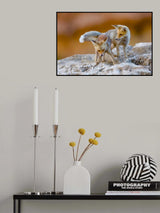 Fox family Poster och Canvastavla