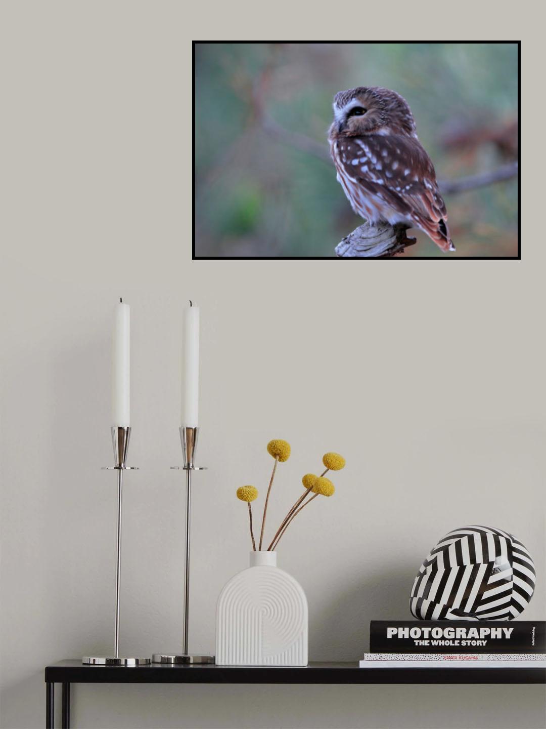 Northern Saw whet Owl Poster och Canvastavla