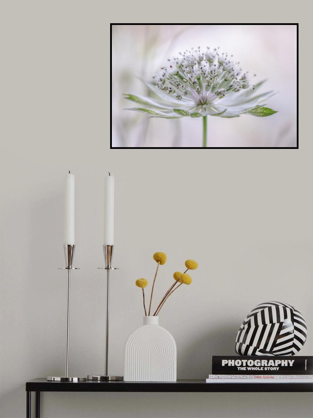 Astrantia Poster och Canvastavla