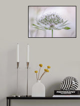 Astrantia Poster och Canvastavla