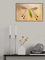 macro Poster och Canvastavla