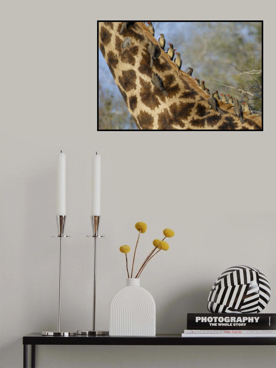 Yellow-billed oxpeckers Poster och Canvastavla