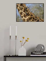 Yellow-billed oxpeckers Poster och Canvastavla