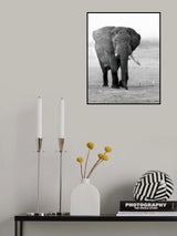 An Elephant with a Broken Tooth Poster och Canvastavla