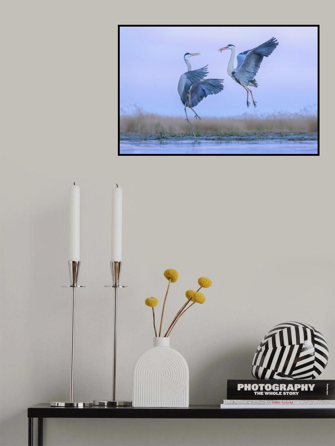 Grey heron fighting over a fish Poster och Canvastavla